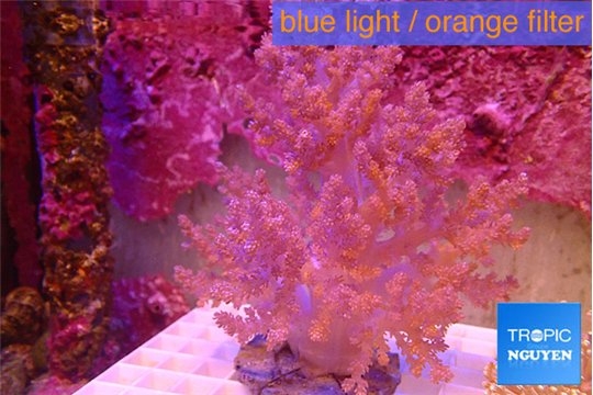 Lithophyton long finger 10-18 cm WYSIWYG acclimaté