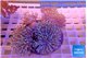 Sarcophyton multi body long white tips polyps 7-14 cm WYSIWYG acclimaté