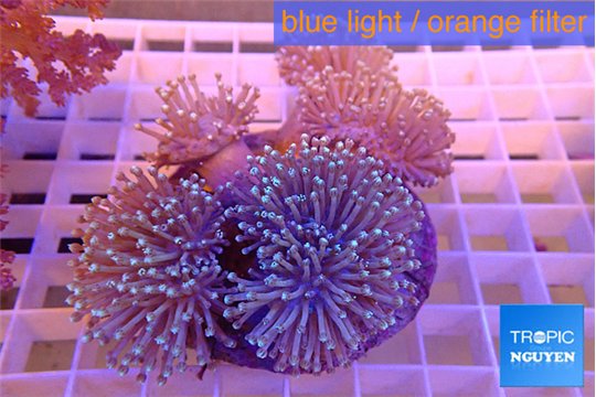 Sarcophyton multi body long white tips polyps 7-14 cm WYSIWYG acclimaté