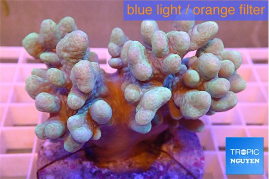 Sinularia mollis short finger 7-12 cm WYSIWYG acclimaté