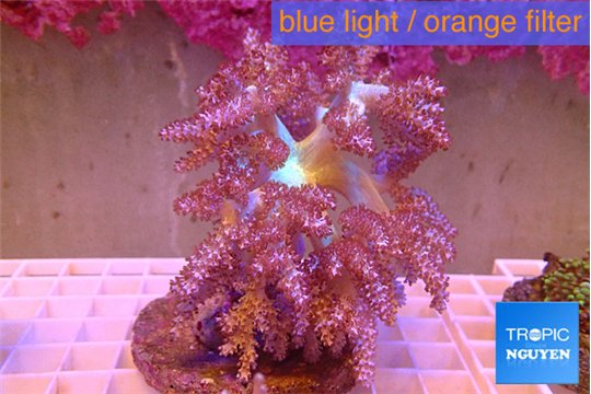 Capnella kenya 7-14 cm WYSIWYG acclimaté