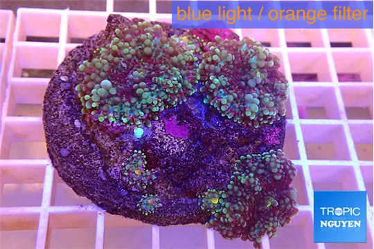 Ricordea yuma red green 3-4 polyps WYSIWYG acclimaté