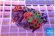 Zoanthus mixed premium 4-6 cm WYSIWYG acclimaté