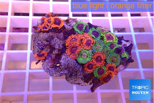 Zoanthus mixed premium 4-6 cm WYSIWYG acclimaté