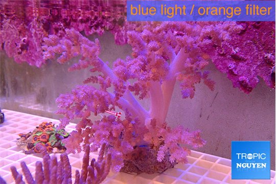 Lithophyton long finger 10-18 cm WYSIWYG acclimaté