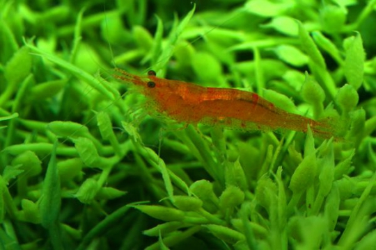 Crevette Carid. propinqua (orange) - 1-1,5.