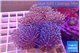 Sarcophyton multi body long white tips polyps 7-14 cm WYSIWYG acclimaté
