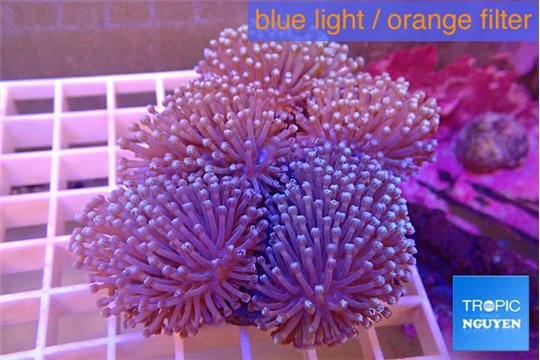 Sarcophyton multi body long white tips polyps 7-14 cm WYSIWYG acclimaté