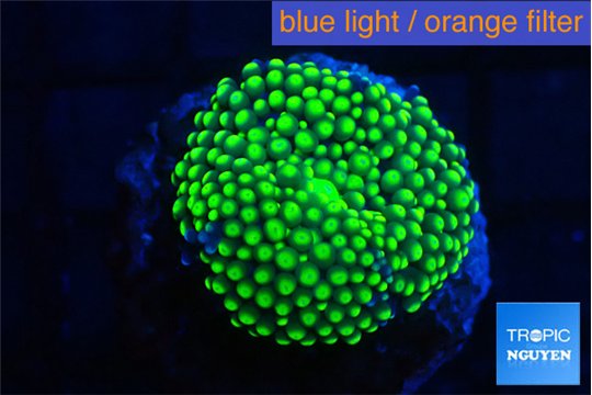 Ricordea floridae green 1 polyp WYSIWYG acclimaté