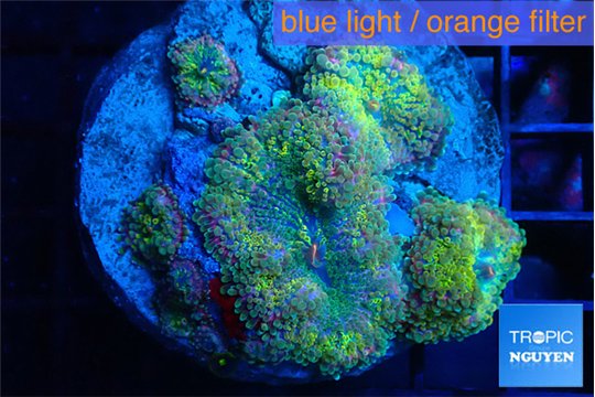 Ricordea yuma green purple 7-10 cm WYSIWYG acclimaté