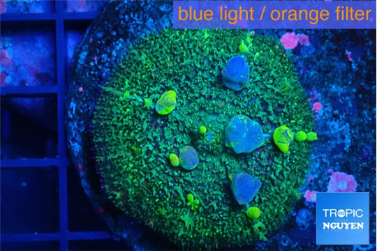 Rhodactis bulls green purple 3-5 cm WYSIWYG acclimaté