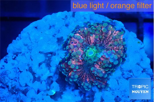 Ricordea yuma pink star 1 polyp WYSIWYG acclimaté