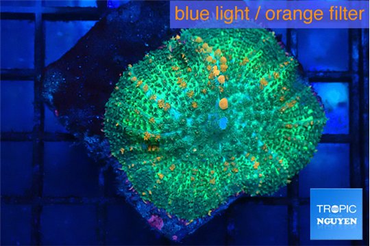 Rhodactis bulls green & orange 3-5 cm WYSIWYG acclimaté