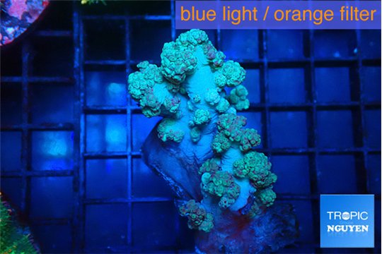 Dendronephtya pink / orange 7-12 cm WYSIWYG acclimaté