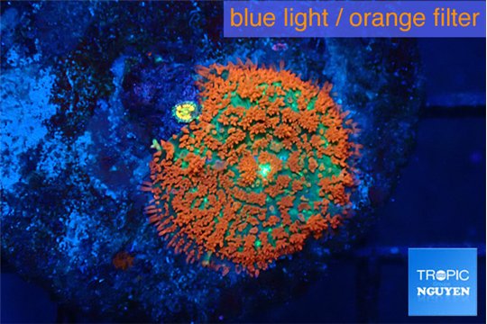 Rhodactis red super nova 3-6 cm WYSIWYG acclimaté