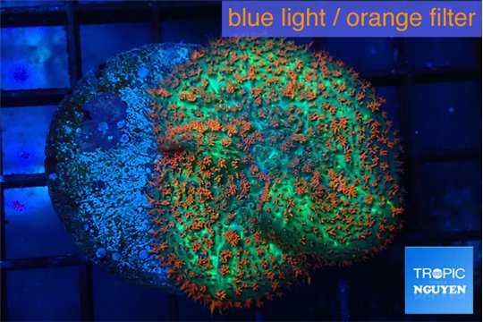 Rhodactis green & orange fusion 3-6 cm WYSIWYG acclimaté