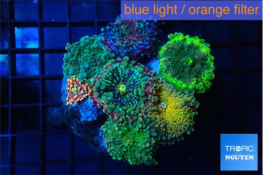 Ricordea yuma garden mix color 7-12 cm WYSIWYG acclimaté