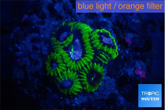 Favia space monkey 2-4 cm WYSIWYG acclimaté