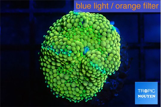 Ricordea floridae green golden 1 polyp WYSIWYG acclimaté