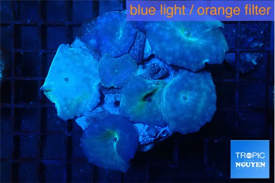 Discosoma deep blue avatar 7-12 cm WYSIWYG acclimaté