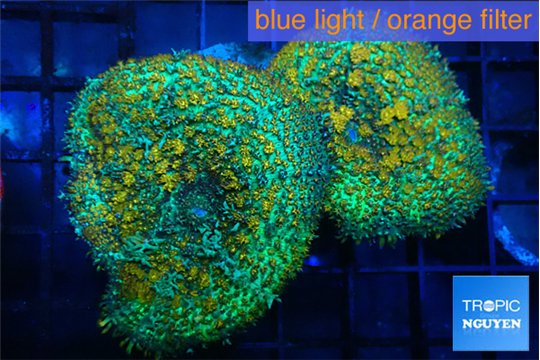 Rhodactis big leaf orange green 2 polyps WYSIWYG acclimaté
