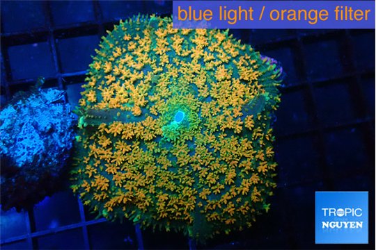 Rhodactis green & orange fusion 3-6 cm WYSIWYG acclimaté