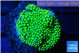Ricordea floridae green golden 1 polyp WYSIWYG acclimaté