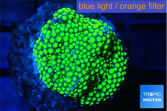 Ricordea floridae green golden 1 polyp WYSIWYG acclimaté
