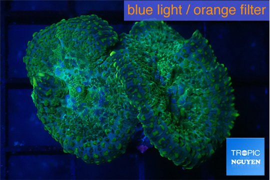 Rhodactis green & blue 2 polyps WYSIWYG acclimaté