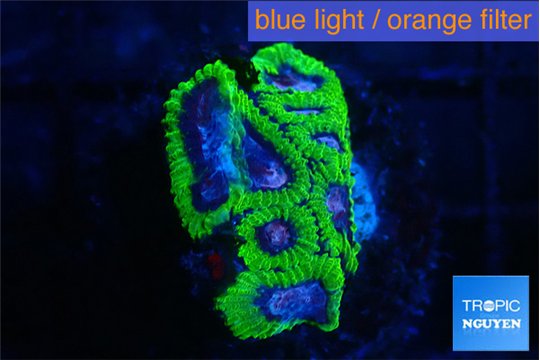 Favia space monkey 2-4 cm WYSIWYG acclimaté