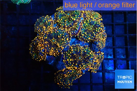 Ricordea yuma red 7-12 cm WYSIWYG acclimaté