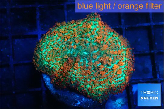 Rhodactis green & orange fusion 3-6 cm WYSIWYG acclimaté