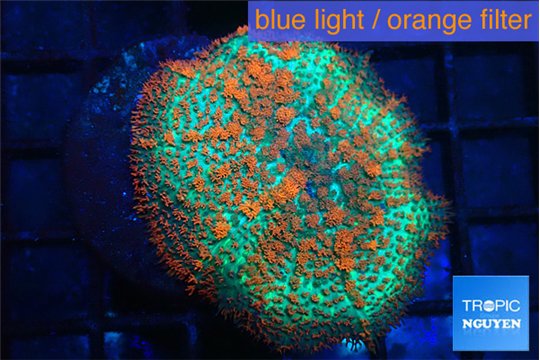 Rhodactis green & orange fusion 3-6 cm WYSIWYG acclimaté