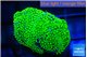 Ricordea floridae green 1 polyp WYSIWYG acclimaté