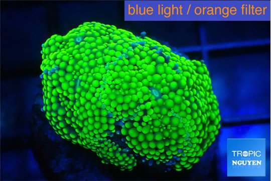 Ricordea floridae green 1 polyp WYSIWYG acclimaté