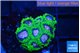 Favia space monkey 2-4 cm WYSIWYG acclimaté