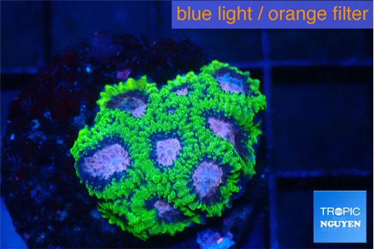 Favia space monkey 2-4 cm WYSIWYG acclimaté