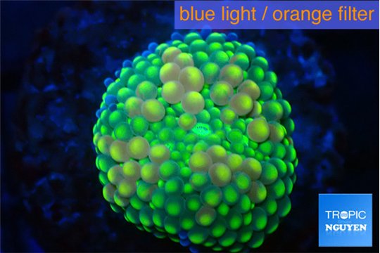 Ricordea floridae green golden 1 polyp WYSIWYG acclimaté