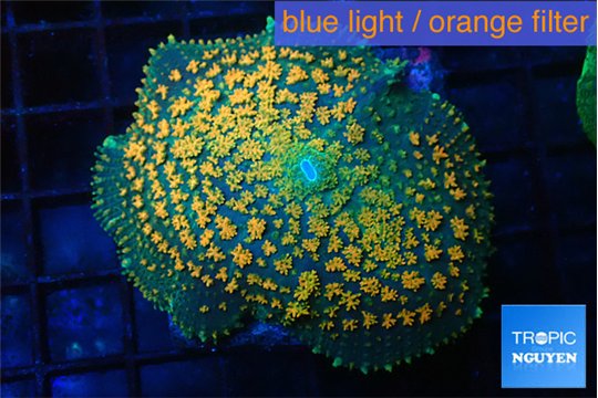 Rhodactis green & orange fusion 3-6 cm WYSIWYG acclimaté