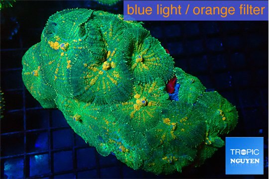 Rhodactis orange fusion mother colony 9-15 cm WYSIWYG acclimaté