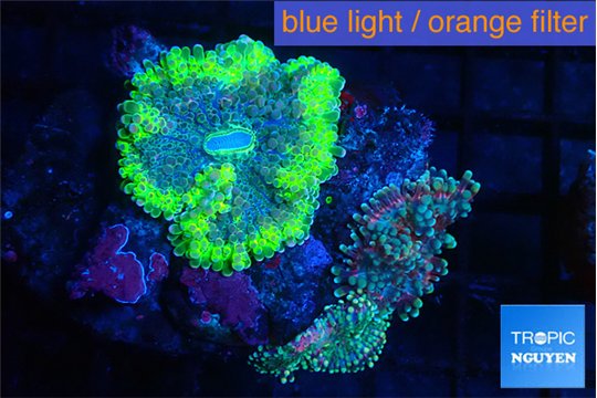 Ricordea yuma mix color 3-4 polyps WYSIWYG acclimaté