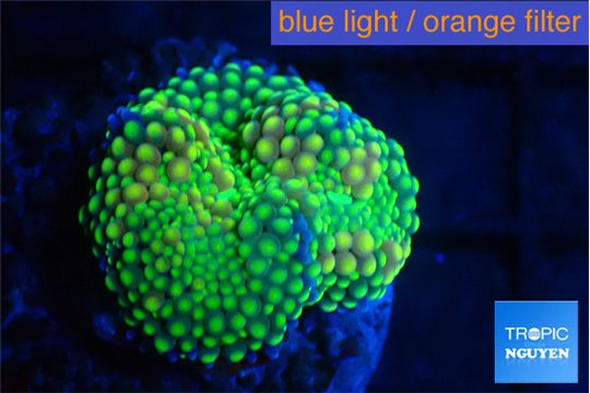 Ricordea floridae green golden 1 polyp WYSIWYG acclimaté