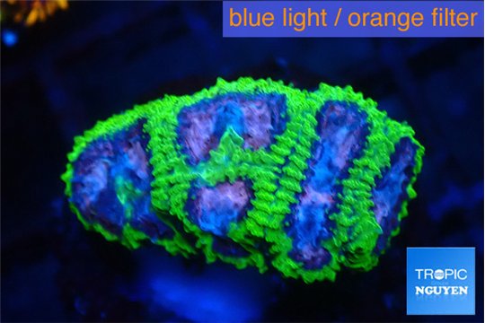 Favia space monkey 2-4 cm WYSIWYG acclimaté
