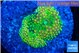 Ricordea floridae green golden 1 polyp WYSIWYG acclimaté