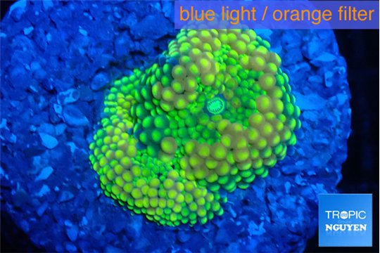 Ricordea floridae green golden 1 polyp WYSIWYG acclimaté