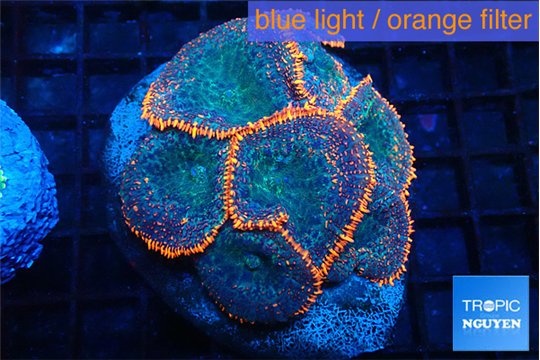 Rhodactis magma 7-10 cm WYSIWYG acclimaté
