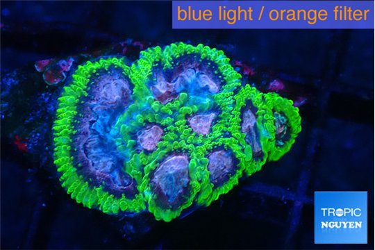 Favia space monkey 2-4 cm WYSIWYG acclimaté