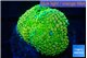 Ricordea floridae green golden 1-2 polyps WYSIWYG acclimaté