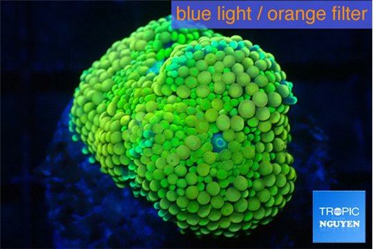 Ricordea floridae green golden 1-2 polyps WYSIWYG acclimaté