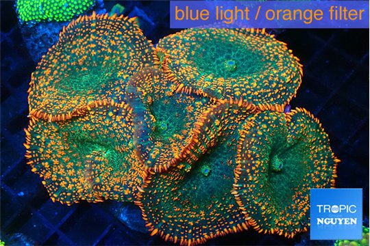 Rhodactis green fire forest 7-12 cm WYSIWYG acclimaté